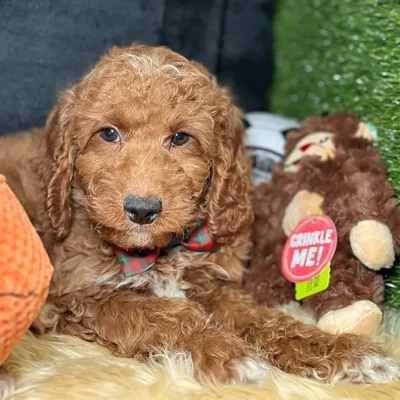 Male Mini Goldendoodle 2Nd Gen puppy named Pomelo for sale at Fashionable Pets.