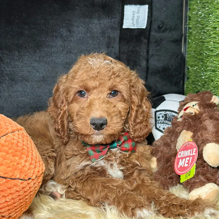 Male Mini Goldendoodle 2Nd Gen puppy named Pomelo for sale at Fashionable Pets.