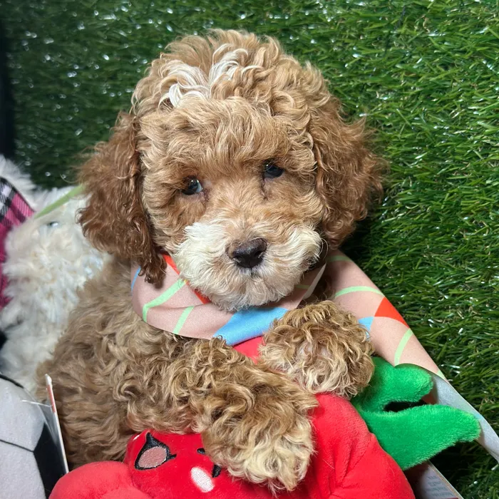 Male Cockapoo puppy named Saffron for sale at Fashionable Pets.