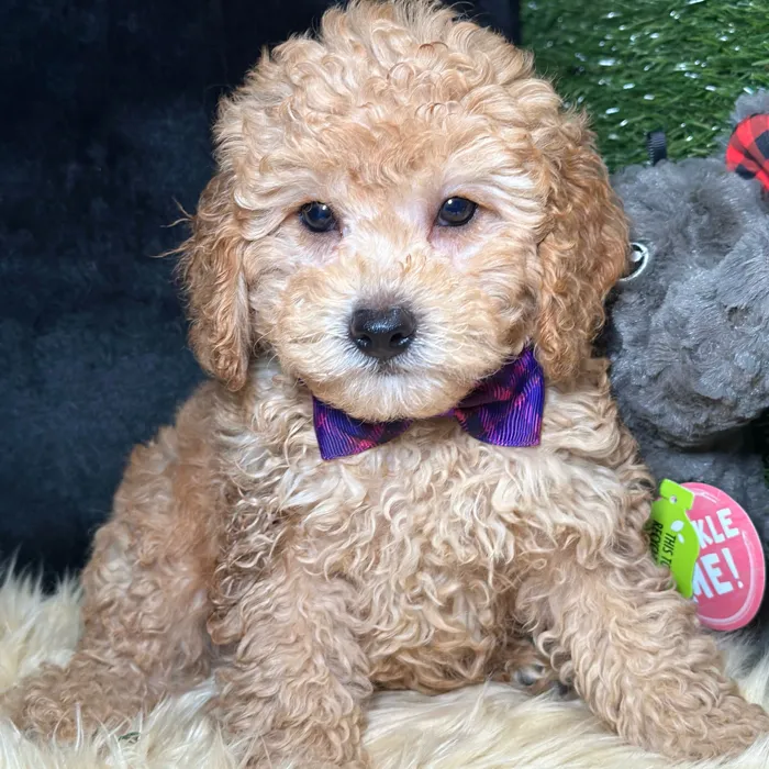 Male Cockapoo puppy named Ace for sale at Fashionable Pets.