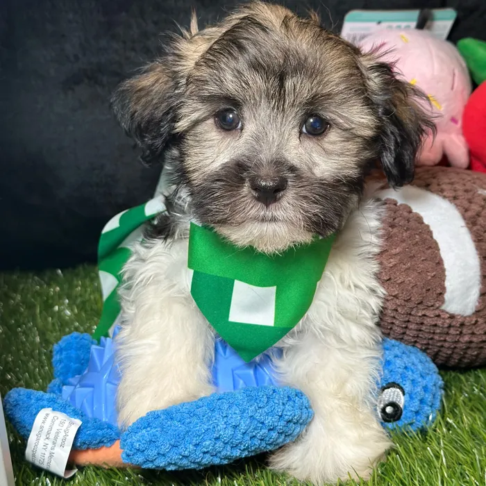 Male Havanese puppy named Sushi for sale at Fashionable Pets.