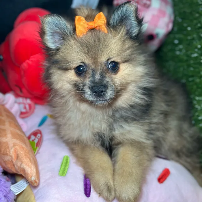 Female Pomeranian puppy for sale at Fashionable Pets.