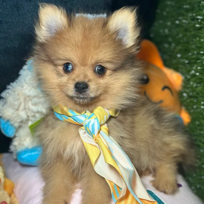 Male Pomeranian puppy named Dax for sale at Fashionable Pets.