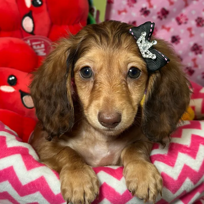 Female Dachshund puppy named Chickpea for sale at Fashionable Pets.