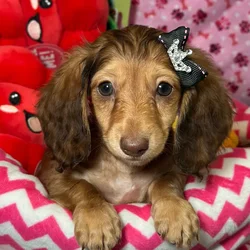 Female Dachshund puppy named Chickpea for sale at Fashionable Pets.