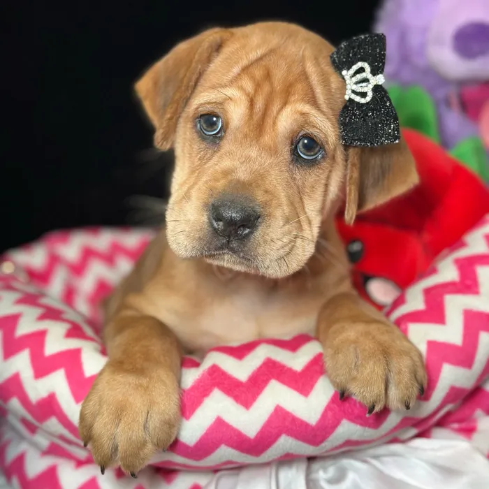 Female Mini Hippo puppy named Pudding for sale at Fashionable Pets.