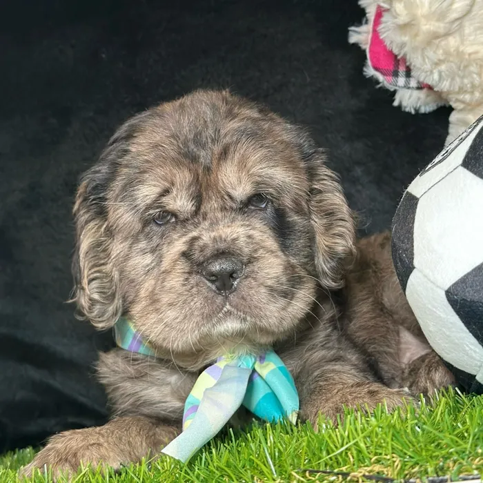 Male Mini Hippo puppy named Marble for sale at Fashionable Pets.