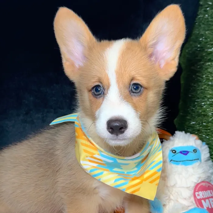 Male Pembroke Welsh Corgi puppy named Bruce for sale at Fashionable Pets.