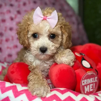 Female Cavapoo 2Nd Generation puppy named Dottie for sale at Fashionable Pets.