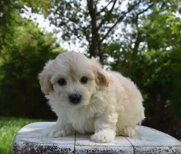 Male Maltipoo puppy named Hondo for sale at Fashionable Pets.