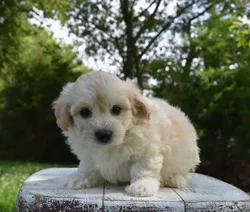 Male Maltipoo puppy named Hondo for sale at Fashionable Pets.