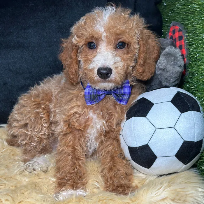 Male Poodle puppy named Versace for sale at Fashionable Pets.