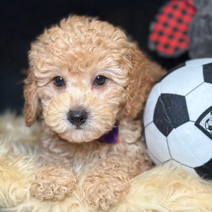 Male Cockapoo puppy named Ace for sale at Fashionable Pets.