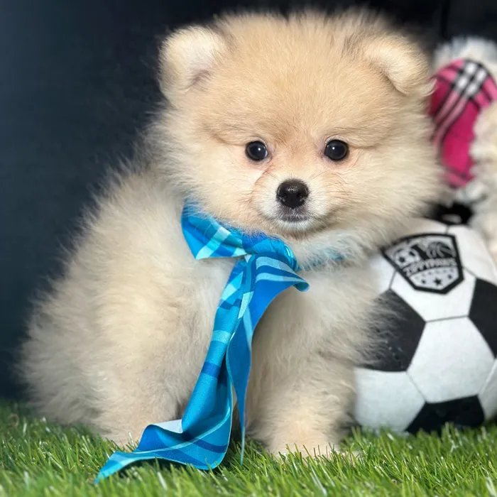 Male Pomeranian puppy named Brioche for sale at Fashionable Pets.