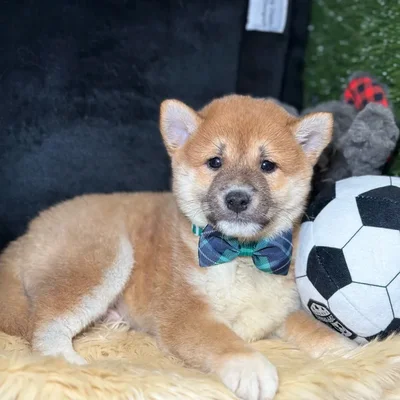Male Shiba Inu puppy named Valentino for sale at Fashionable Pets.