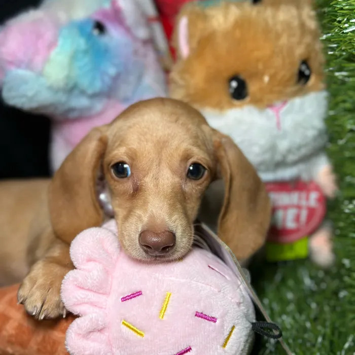 Female Dachshund puppy named Sakura for sale at Fashionable Pets.