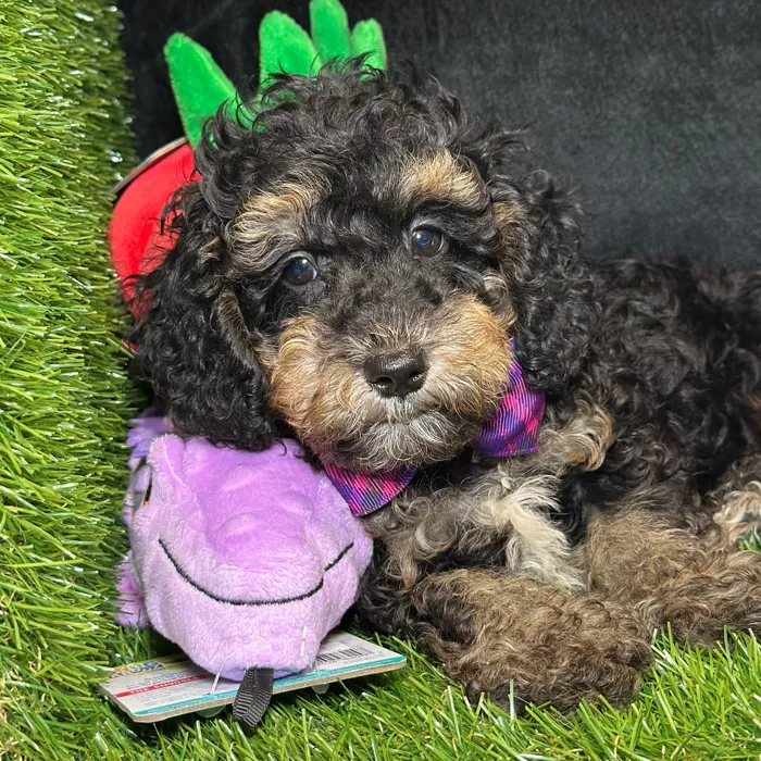 Male Poodle puppy named Emperor for sale at Fashionable Pets.