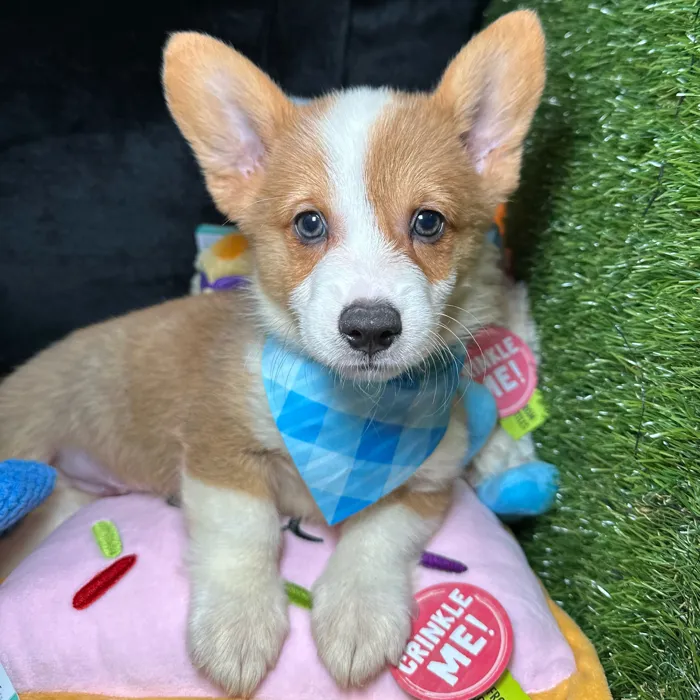 Male Pembroke Welsh Corgi puppy named Hulk for sale at Fashionable Pets.