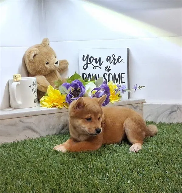 Male Shiba Inu puppy named Sonic for sale at Fashionable Pets.