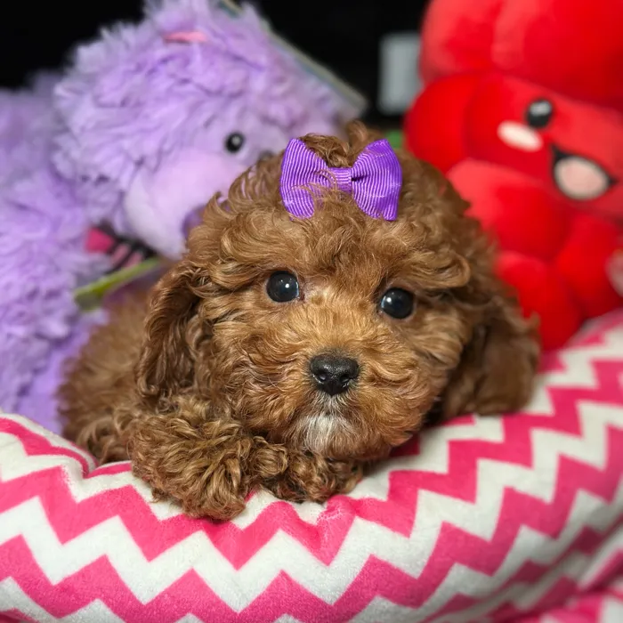 Female Cavapoo 2Nd Generation puppy named Chanel for sale at Fashionable Pets.