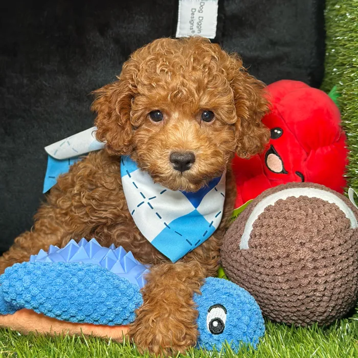 Male Poodle puppy named Boba for sale at Fashionable Pets.