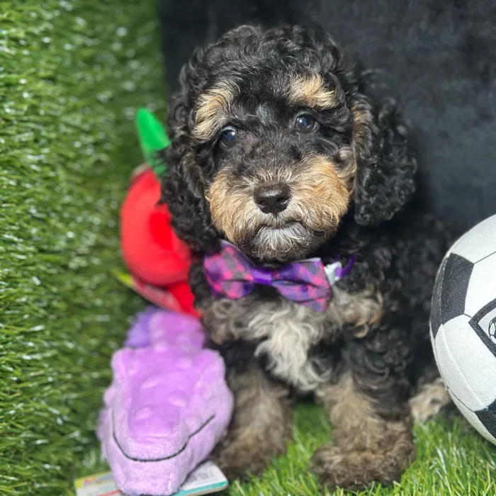 Male Poodle puppy named Emperor for sale at Fashionable Pets.