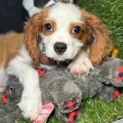 Male Cavalier King Charles Spaniel puppy named Pickle for sale at Fashionable Pets.