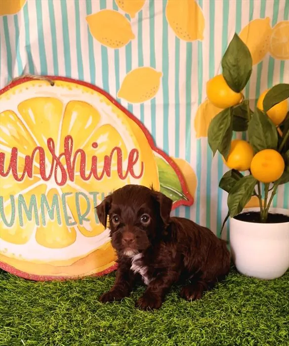 Male Shipoo puppy named Sparky for sale at Fashionable Pets.