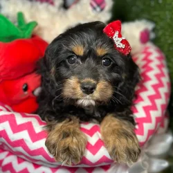 Female Cavapoo puppy named Cherry for sale at Fashionable Pets.