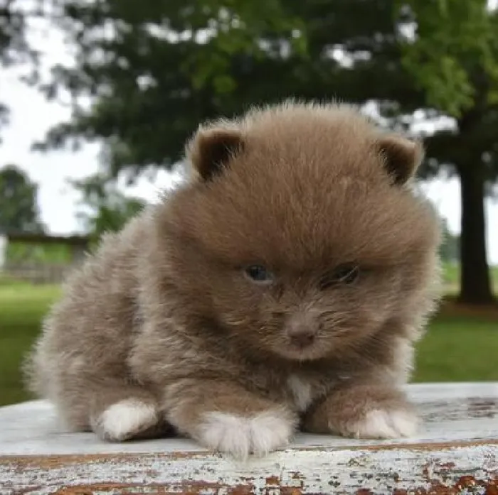 Male Pomeranian puppy named Chico for sale at Fashionable Pets.