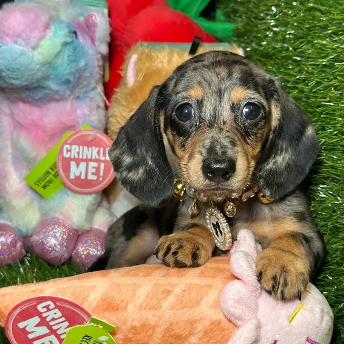 Female Dachshund puppy named Matcha for sale at Fashionable Pets.