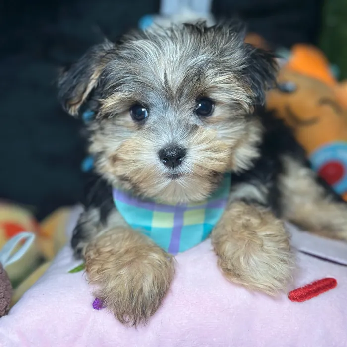 Male Morkie puppy named Dino for sale at Fashionable Pets.