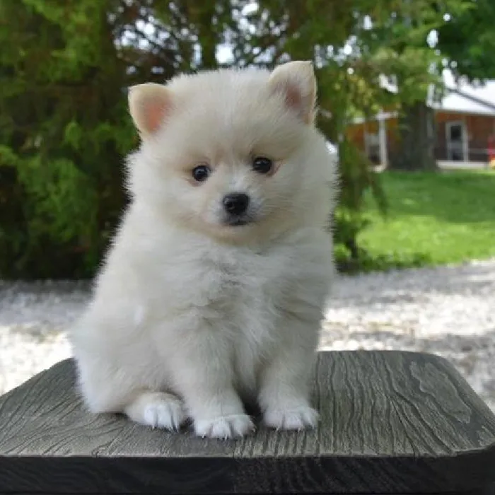 Female Pomeranian puppy named Chantilly for sale at Fashionable Pets.