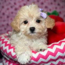Female Maltipoo puppy named Button for sale at Fashionable Pets.