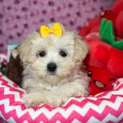Female Maltipoo puppy named Pixie for sale at Fashionable Pets.
