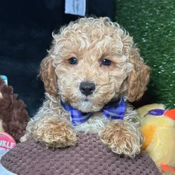 Male Poodle puppy named Pinto for sale at Fashionable Pets.