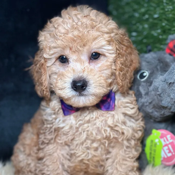 Male Cockapoo puppy named Ace for sale at Fashionable Pets.