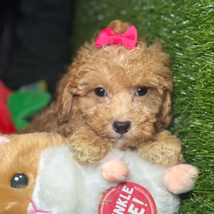 Female Cavapoo puppy named Dumpling for sale at Fashionable Pets.