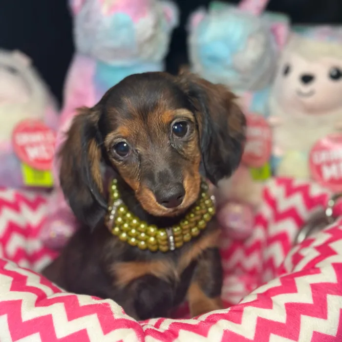Female Dachshund puppy named Colette for sale at Fashionable Pets.