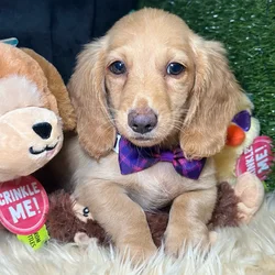 Male Dachshund puppy named Froyo for sale at Fashionable Pets.