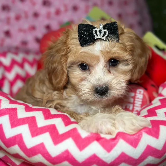 Female Cavapoo 2Nd Generation puppy named Letty for sale at Fashionable Pets.