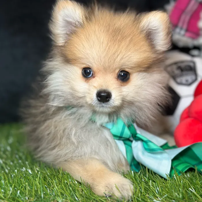 Male Pomeranian puppy named Biscuit for sale at Fashionable Pets.