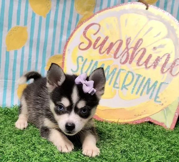 Female Alaskan Klee Kai puppy named Bratz for sale at Fashionable Pets.