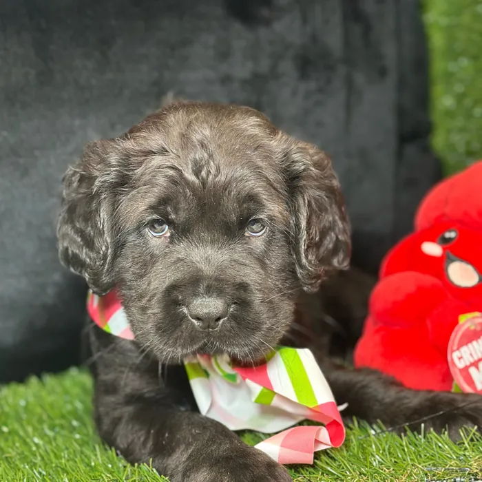 Male Mini Hippo puppy named Pepper for sale at Fashionable Pets.