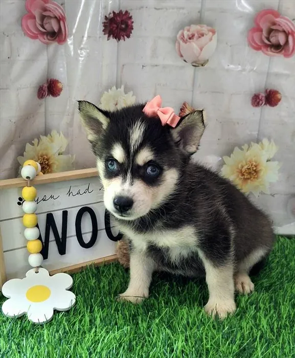 Female Alaskan Klee Kai puppy named Pixie for sale at Fashionable Pets.