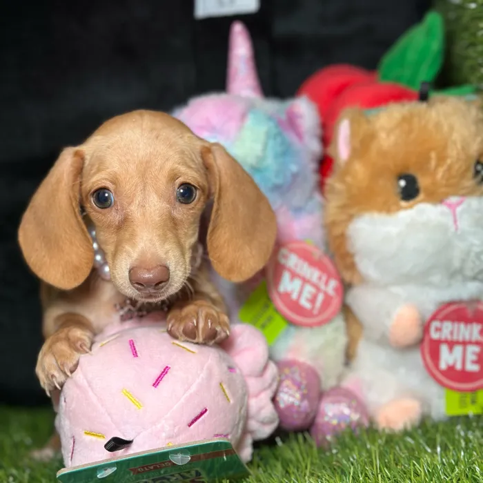 Female Dachshund puppy named Sakura for sale at Fashionable Pets.