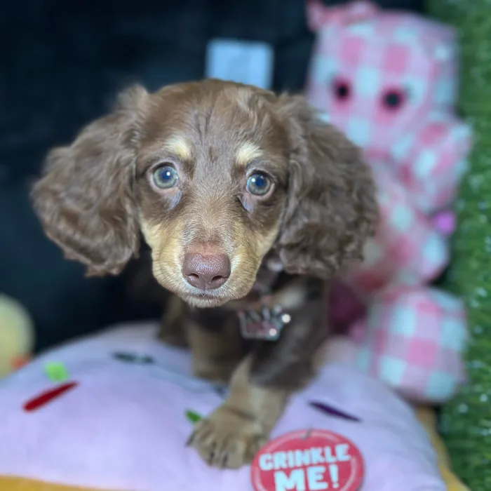 Female Dachshund puppy named Tiki for sale at Fashionable Pets.
