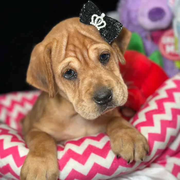 Female Mini Hippo puppy named Pudding for sale at Fashionable Pets.