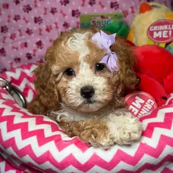 Female Cavapoo 2Nd Generation puppy named Tilly for sale at Fashionable Pets.