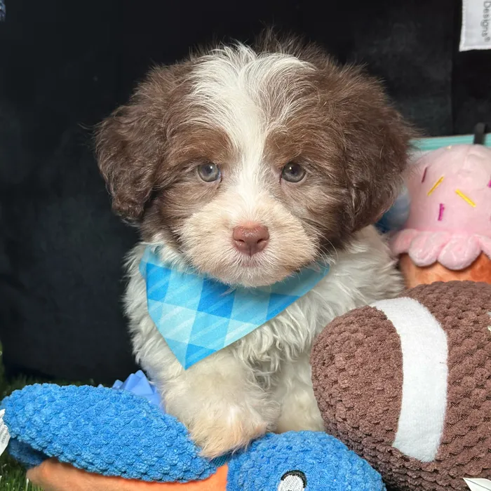 Male Havanese puppy named Rice for sale at Fashionable Pets.